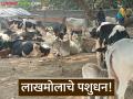 Livestock Market : पावसाची साथ, पण खरेदीदार गायब! 'या' बाजारात नेमकं काय घडलं? - Marathi News | latest news Livestock Market: Rains, but buyers disappear! What exactly happened in 'this' market? | Latest agriculture News at Lokmat.com