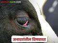 जनावरांच्यातील विषबाधा टाळायची असेल तर हे करू नका - Marathi News | | Latest agriculture News at Lokmat.com
