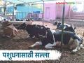 Take Care of Livestock : पशुपालकांनो...उन्हापासून संरक्षणासाठी गोठ्यात हवा खेळती ठेवा - Marathi News | Take Care of Livestock : Livestock keepers... keep the air in the cowshed to protect from the sun | Latest agriculture News at Lokmat.com