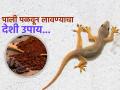 घरभर फिरणाऱ्या पालींना वैतागलात? करा 'हा' एक देशी उपाय, खर्च फक्त ५ रूपये... - Marathi News | How to get rid of lizards with home remedy | Latest sakhi News at Lokmat.com