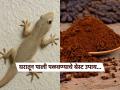 तापमान वाढताच घरात पालींचा सुळसुळाट? लगेच करा 'हे' घरगुती उपाय, पाली पुन्हा घरात दिसणार नाहीत - Marathi News | How to remove lizards from house instantly natural home remedies | Latest sakhi News at Lokmat.com