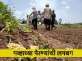 उसाच्या शेतात गव्हाचा पेरा घेण्यासाठी शेतकऱ्यांची लगबग - Marathi News | Farmers rush to plant wheat in sugarcane fields | Latest agriculture News at Lokmat.com