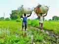 लोकमत बांधावर - दिवाळीत दिवाळे निघाले, आता कर्ज कसे फेडायचे? - Marathi News | On Lokmat Bandh of farmer - Bankruptcy goes bankrupt, how to pay off debt now? farmer asking | Latest maharashtra News at Lokmat.com