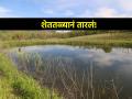 शेततळ्यानं तारलं;भाजीपाला लागवड वाढली दुपटीने, सुमारे हजार एकर शेती ओलिताखाली - Marathi News | The farmpond saved farmer; vegetable cultivation doubled, about a thousand acres of agriculture under irrigation | Latest agriculture News at Lokmat.com
