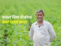 फसल बिमाची नोंदणी २७ टक्क्यांनी वाढली, कसा घ्यावा या योजनेचा लाभ? - Marathi News | | Latest agriculture News at Lokmat.com