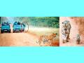 अन् माया वाघिणीसमाेर जिप्सीतून खाली पडला पर्यटक; अंगावर काटा आणणारा प्रसंग - Marathi News | And the tourist fell down from gypsy in front of Maya tigress, incident during safari at Tadoba-Andhari Tiger Reserve | Latest nagpur News at Lokmat.com