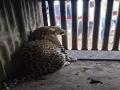 Video : ओतूरमध्ये पिंजऱ्यात अडकली बिबट मादी; ग्रामस्थांना दिलासा - Marathi News | pune news female leopard trapped in a cage in Otur; Villagers relieved | Latest pune News at Lokmat.com
