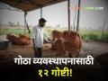 जनावरांच्या गोठ्यातील खर्च कमी अन् उत्पादन वाढीसाठी या १२ गोष्टी महत्त्वाच्या  - Marathi News | These 12 things are important for reducing costs and increasing production in animal husbandry | Latest agriculture News at Lokmat.com