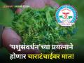 Animal Husbandry : चाराटंचाईवर मात करण्यासाठी पशुसंवर्धन विभागाची साकारात्मक पावले - Marathi News | | Latest agriculture News at Lokmat.com