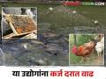 गावरान कोंबडी, शेततळ्यातील मत्स्यपालन, मधमाशा पालनासाठीच्या कर्ज मर्यादित मोठी वाढ - Marathi News | deshi poultry, fish farming, beekeeping loan limit is increases | Latest agriculture News at Lokmat.com