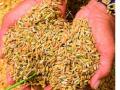 भाताच्या ‘संशोधित’ वाणालाच शेतकऱ्यांची पसंती : बियाण्यांचे दर स्थिर - Marathi News | Farmer's Choice: 'Rate of Revised' Rice: Seed Rate Stable | Latest kolhapur News at Lokmat.com