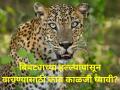 बिबट्याच्या हल्ल्यापासून वाचण्यासाठी काय काळजी घ्यावी? - Marathi News | What precautions should be taken to avoid a leopard attack farmer | Latest agriculture News at Lokmat.com