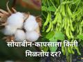 सोयाबीन-कापसाला किती मिळतोय दर? जाणून घ्या सविस्तर - Marathi News | Soybean Cotton market yard price central government export oil farmer product rate | Latest agriculture News at Lokmat.com