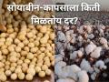 दिवाळीच्या तोंडावर सोयाबीन-कापसाला किती मिळतोय दर? - Marathi News | market yard price rates of soybean cotton on diwali festival farmer agriculture | Latest agriculture News at Lokmat.com