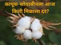 कापूस-सोयाबीनला आज बाजार समितीत किती मिळाला दर? - Marathi News | maharashtra market yard cotton soybeans market committee diwali festival farmer | Latest agriculture News at Lokmat.com