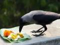 पितृ पंधरवड्यात नैवेद्य शिवण्यासाठी कावळे दिसेनात - Marathi News | During the Pitru fortnight, the crows did not appear to sew the offering | Latest gondia News at Lokmat.com