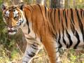 दोघांचा बळी घेणाऱ्या वाघाची १२ दिवसांपासून हुलकावणी - Marathi News | The tiger that killed two has been on the run for 12 days | Latest chandrapur News at Lokmat.com