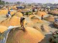 यंदा महामंडळाची धान खरेदी १५ लाख क्विंटलवर जाणार - Marathi News | This year, the corporation's paddy purchase will be 15 lakh quintals | Latest gadchiroli News at Lokmat.com