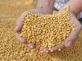 सोयाबीनवर हजारोंचा खर्च, उत्पन्नाची नाही हमी - Marathi News | Spending thousands on soybeans, no guarantee of income | Latest yavatmal News at Lokmat.com