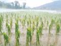 अतिवृष्टीने झाले १० हजारवर हेक्टरमधील पिकांचे नुकसान - Marathi News | Over 10,000 hectares of crops were damaged due to heavy rain | Latest gondia News at Lokmat.com