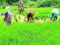 शेतकरी संकटात, धान बांधणीचा खर्च प्रतिएकर तीन हजारांवर - Marathi News | Farmers in distress, cost of paddy cultivation at Rs 3,000 per acre | Latest bhandara News at Lokmat.com