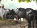 दोन वर्षे लोटूनही पशुपालकांना मिळाले नाही अनुदान ! - Marathi News | Even after two years, livestock farmers did not get subsidy! | Latest chandrapur News at Lokmat.com