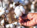 शासकीय खरेदीच्या विलंबाने पांढऱ्या सोन्याला कवडीमोल दर - Marathi News | Cotton at low price due to delay in government purchases | Latest amravati News at Lokmat.com
