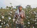 सोयाबीनने दिला दगा; आता शेतकऱ्यांची कापसावरच भिस्त ! - Marathi News | Betrayed by soybeans; Now the farmers are focused on cotton! | Latest chandrapur News at Lokmat.com