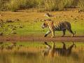बोर व्याघ्र प्रकल्पाची देशी-विदेशी पर्यटकांना भुरळ - Marathi News | Bor Tiger Reserve attracts local and foreign tourists | Latest vardha News at Lokmat.com