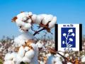 'सीसीआय'च्या जाचक अटींनी कापूस उत्पादकांची कोंडी - Marathi News | Cotton growers face dilemma due to CCI's oppressive conditions | Latest chandrapur News at Lokmat.com
