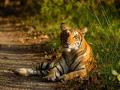 कोंबडीचे मांस खाल्ल्याने वाघांना झाली 'बर्ड फ्लू'ची लागण - Marathi News | Tigers infected with 'bird flu' after eating chicken meat | Latest nagpur News at Lokmat.com