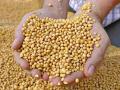 सोयाबीन खरेदीला ३१ जानेवारीपर्यंत मुदतवाढ; शेतकऱ्यांना दिलासा - Marathi News | Soybean procurement extended till January 31; Relief for farmers | Latest nagpur News at Lokmat.com