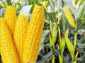 शेतकऱ्यांना मका यंदा मालामाल करेल का ? जिल्ह्यात दोन हजार हेक्टरवर पेरा - Marathi News | Will maize make farmers rich this year? Sowing on two thousand hectares in the district | Latest chandrapur News at Lokmat.com