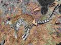 गिरोला हेटी परिसरात बिबट मृतावस्थेत आढळला - Marathi News | Leopard found dead in Girola Heti area | Latest gondia News at Lokmat.com