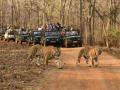 ताडोबा पर्यटकांना आता जंपिंग सफारी वाहनातून बघता येणार वाघ ! - Marathi News | Tadoba tourists can now see tigers from a jumping safari vehicle! | Latest chandrapur News at Lokmat.com