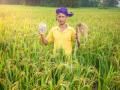 धानाला बोनसचा निर्णय जाहीर पण आता खात्यावर केव्हा होणार जमा? - Marathi News | The decision to give bonus to paddy crop has been announced, but now when will it be credited to the account? | Latest gondia News at Lokmat.com