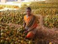 संत्रा, मोसंबी उत्पादकांची दरवर्षी २२५ कोटी रुपयांनी लूट - Marathi News | Orange and grapefruit producers are robbed of Rs 225 crore every year | Latest nagpur News at Lokmat.com