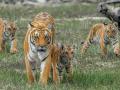 भारतात केवळ ४००० वाघांचाच निर्वाह शक्य, मर्यादा संपली - Marathi News | India can sustain only 4,000 tigers, limit reached | Latest nagpur News at Lokmat.com