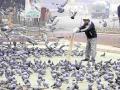 कबुतरांमुळे होतात ६० प्रकारचे आजार, दाणे घालाल तर तुरुंगात जाल - Marathi News | Pigeons cause 60 types of diseases, if you feed them you will go to jail | Latest nagpur News at Lokmat.com
