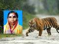शेतीकाम करताना वाघाचा हल्ला; वृद्ध महिला ठार; वर्षभरात पाच जणांचा घेतला बळी - Marathi News | Tiger attacks while working in the fields; Elderly woman killed; Five people killed in a year | Latest gadchiroli News at Lokmat.com