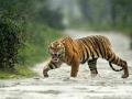 वाघांचे हल्ले थांबेनात ! मुलाच्या डोळ्यादेखत वाघाचा आईवर हल्ला - Marathi News | Tiger attacks won't stop! Tiger attacks mother in front of child's eyes | Latest bhandara News at Lokmat.com