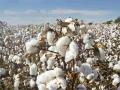 जिल्हानिहाय कापूस खरेदी मर्यादा केली कमी; सीसीआयच्या नवीन अटी - Marathi News | District-wise cotton purchase limit reduced; CCI's new conditions | Latest nagpur News at Lokmat.com