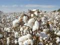 राज्यात तीन वर्षांत कापसाचे किती क्विंटल उत्पादन झाले? - Marathi News | How many quintals of cotton were produced in the state in three years? | Latest nagpur News at Lokmat.com