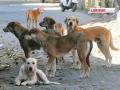 भटक्या कुत्र्यांचा संपर्क टाळा, त्वचारोगाचा वाढतोय धोका ! - Marathi News | Avoid contact with stray dogs, the risk of skin disease is increasing! | Latest vardha News at Lokmat.com