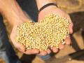 राजस्थानचे बियाणे महाराष्ट्रात यशस्वी ! विशिष्ट सोयाबीन खरेदीसाठी बियाणे कंपन्यांमध्ये स्पर्धा - Marathi News | Rajasthan seeds successful in Maharashtra! Competition among seed companies for purchasing specific soybeans | Latest yavatmal News at Lokmat.com