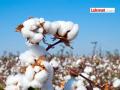 कापूस ८१०० रुपये पार.. सरकीच्या दरात तेजी आल्याचा परिणाम; अजून किती वाढण्याची शक्यता? - Marathi News | Cotton crosses Rs 8100.. Result of rise in price of raw material; How much more is it likely to increase? | Latest amravati News at Lokmat.com