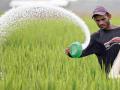 रासायनिक खतांच्या वापराने पहाडावरील जमिनी होताहेत पडीक - Marathi News | Due to the use of chemical fertilizers, the lands on the hills become waste | Latest chandrapur News at Lokmat.com