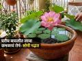 लहानशा कुंडीतही कमळ लावण्याची पाहा सोपी युक्ती, करा ५ गोष्टी-कमळ फुलतील सुंदर - Marathi News | How To Grow Lotus plant At Home : How To Grow Lotus plant In Balcony | Latest sakhi News at Lokmat.com