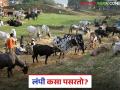 Lumpy Skin Disease : जनावरांमध्ये लम्पी रोग कसा पसरतो? जाणून घ्या सविस्तर  - Marathi News | Latest News Lumpy Skin Disease How does lumpy disease spread in animals livestock Learn in detail | Latest agriculture News at Lokmat.com