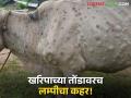Lumpy Skin Diseases : खरिपाआधीच लम्पीचा 'हल्ला'; जनावरे रस्त्यावर, उपाययोजना 'शून्य' वाचा सविस्तर - Marathi News | latest news Lumpy Skin Diseases: Lumpy 'attack' even before Kharip; Animals on the streets, 'zero' measures Read in detail | Latest agriculture News at Lokmat.com